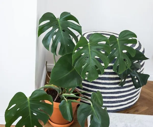 بيت ضيافة Design Twenty 20 Poděbrady